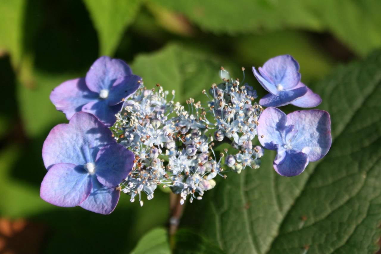 Hydrangea serrata 'Chisima'-3-