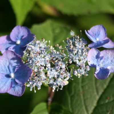 Hydrangea serrata 'Chisima'-3-