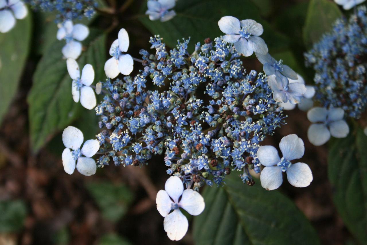 Hydrangea serrata 'Curtis Legacy'-5-