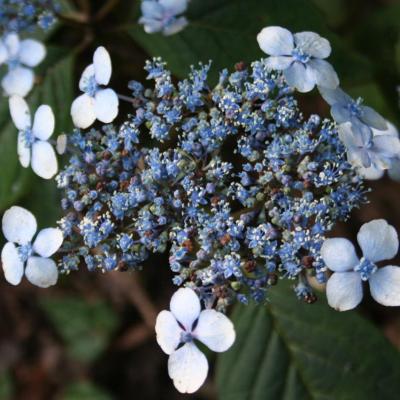 Hydrangea serrata 'Curtis Legacy'-5-