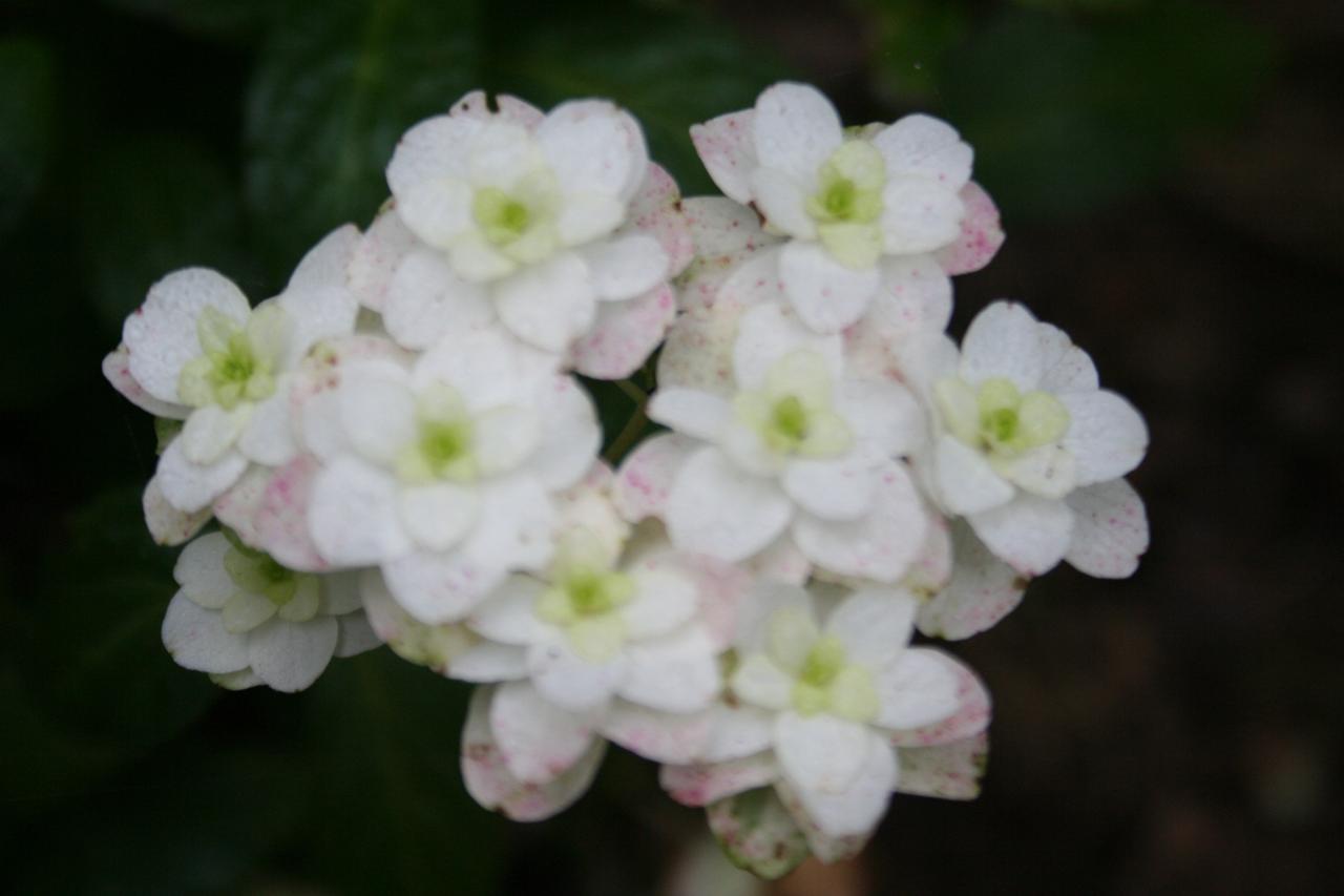 Hydrangea serrata 'Fuji-no-taki'-4-