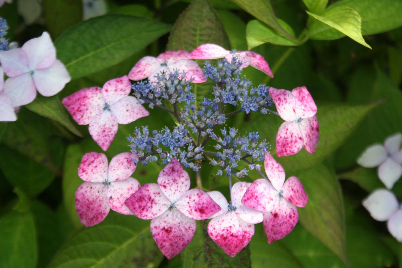 Hydrangea serrata 'Greyswood'-2-