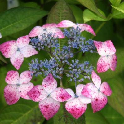 Hydrangea serrata 'Greyswood'-2-