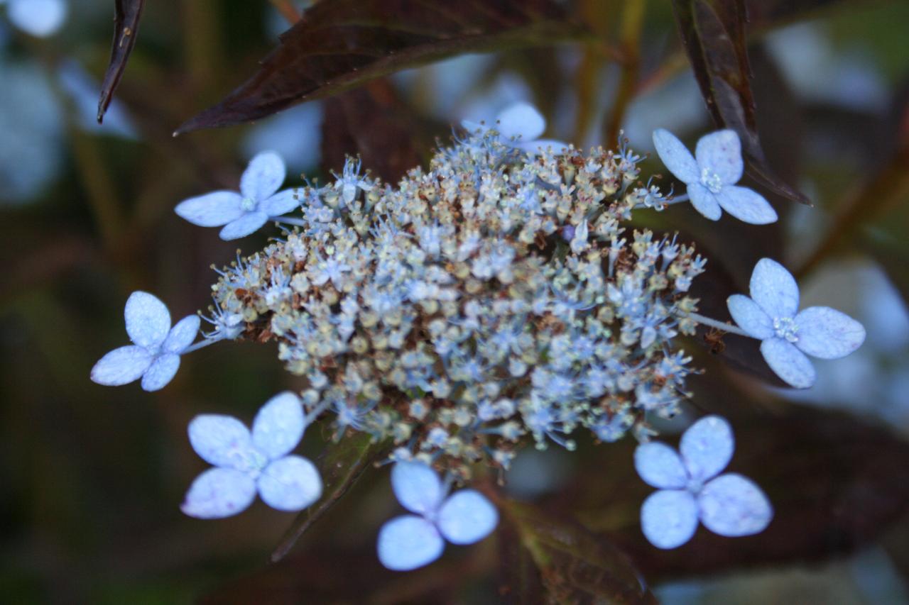 Hydrangea serrata 'Hallasan'-4-