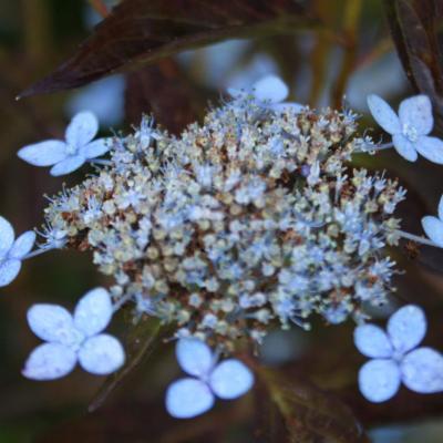 Hydrangea serrata 'Hallasan'-4-