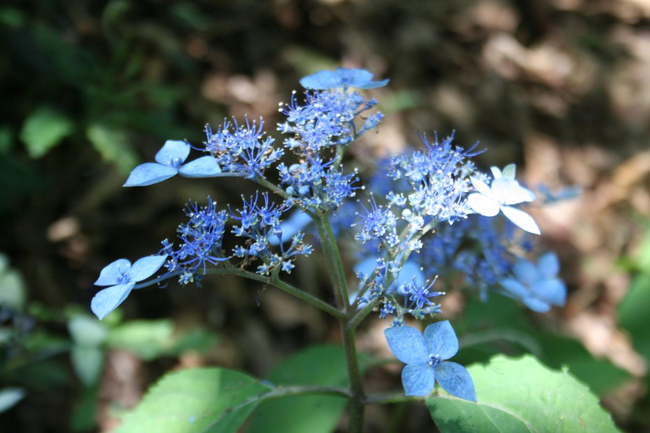 Hydrangea serrata 'Hime-gaku'-2-