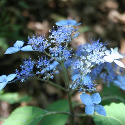 Hydrangea serrata 'Hime-gaku'-2-