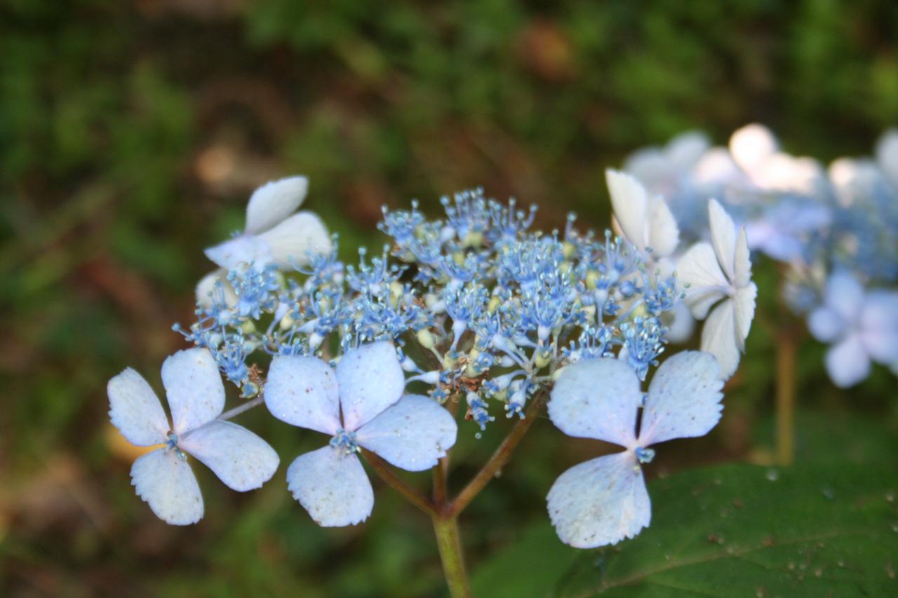 Hydrangea serrata 'Isusai-jaku'-5-