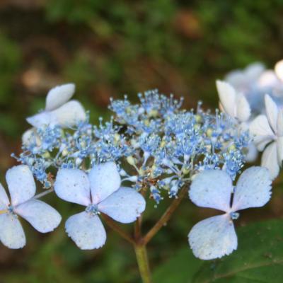 Hydrangea serrata 'Isusai-jaku'-5-