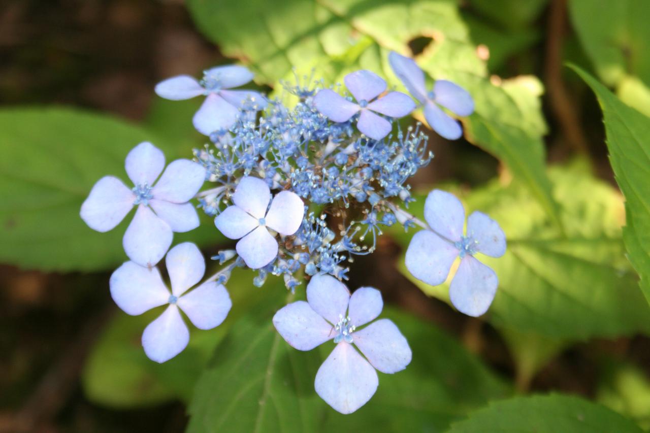 Hydrangea serrata 'Isusai-jaku'-6-