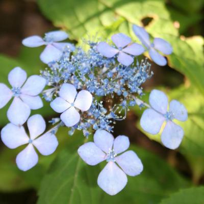 Hydrangea serrata 'Isusai-jaku'-6-