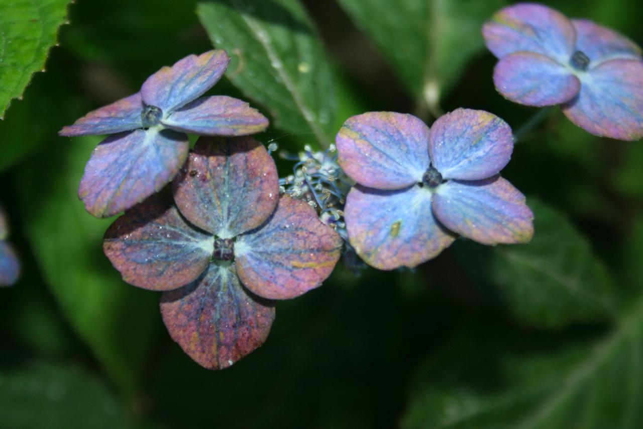 Hydrangea serrata 'Iyo-no-usuzumi'-5-