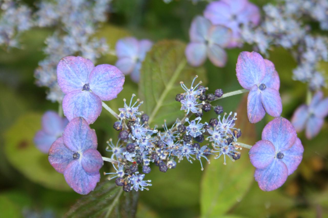 Hydrangea serrata 'Iyo-uzu-kaori'-5-