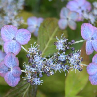 Hydrangea serrata 'Iyo-uzu-kaori'-5-