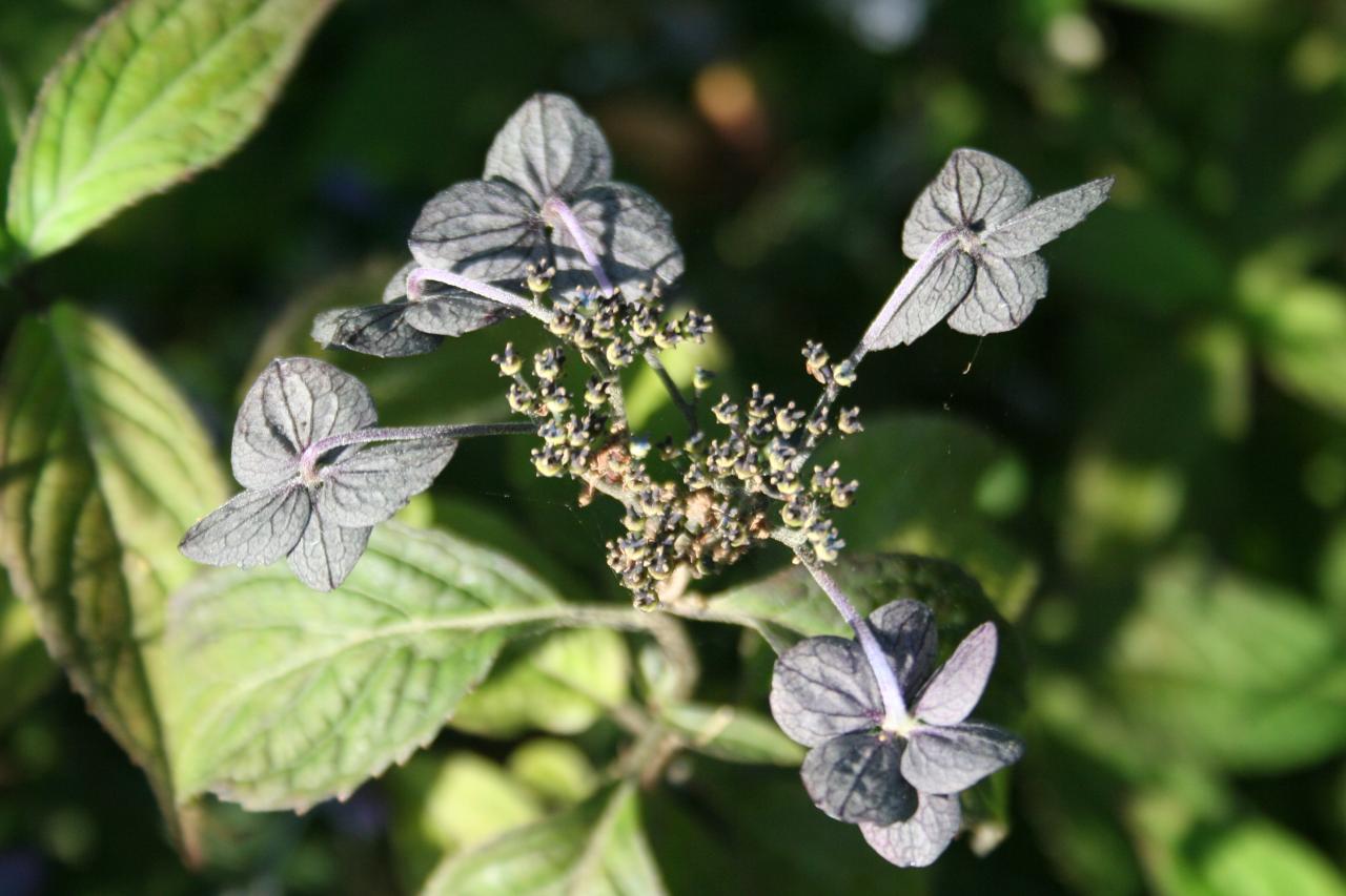 Hydrangea serrata 'Iyo-uzu-kaori'-6-