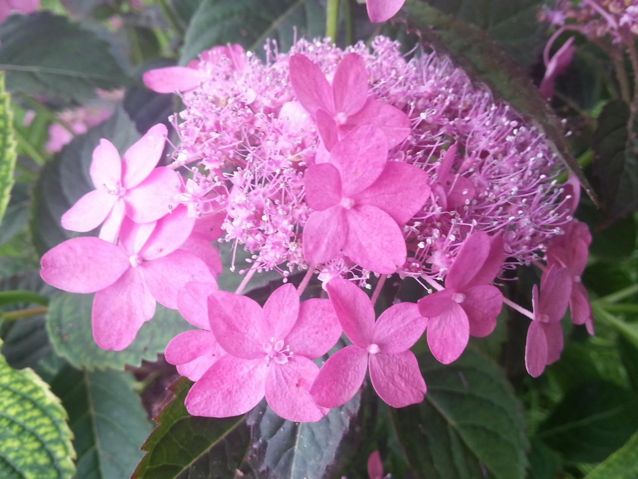 Hydrangea serrata 'Kaikyô'