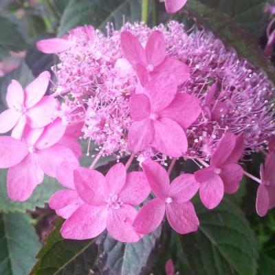 Hydrangea serrata 'Kaikyô'