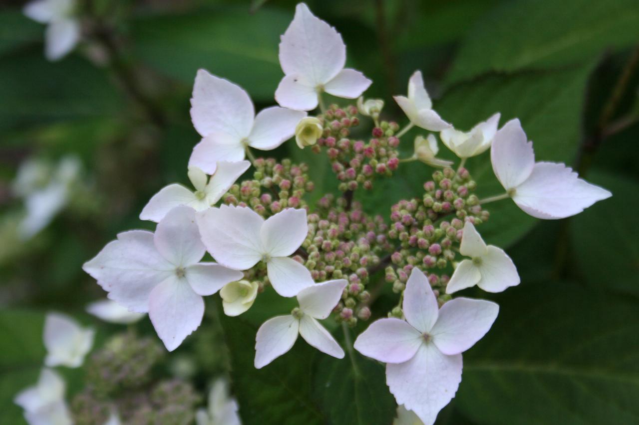 Hydrangea serrata 'Kiyosumi-sawa'-4-