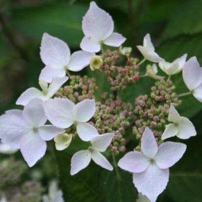 Hydrangea serrata 'Kiyosumi-sawa'-4-