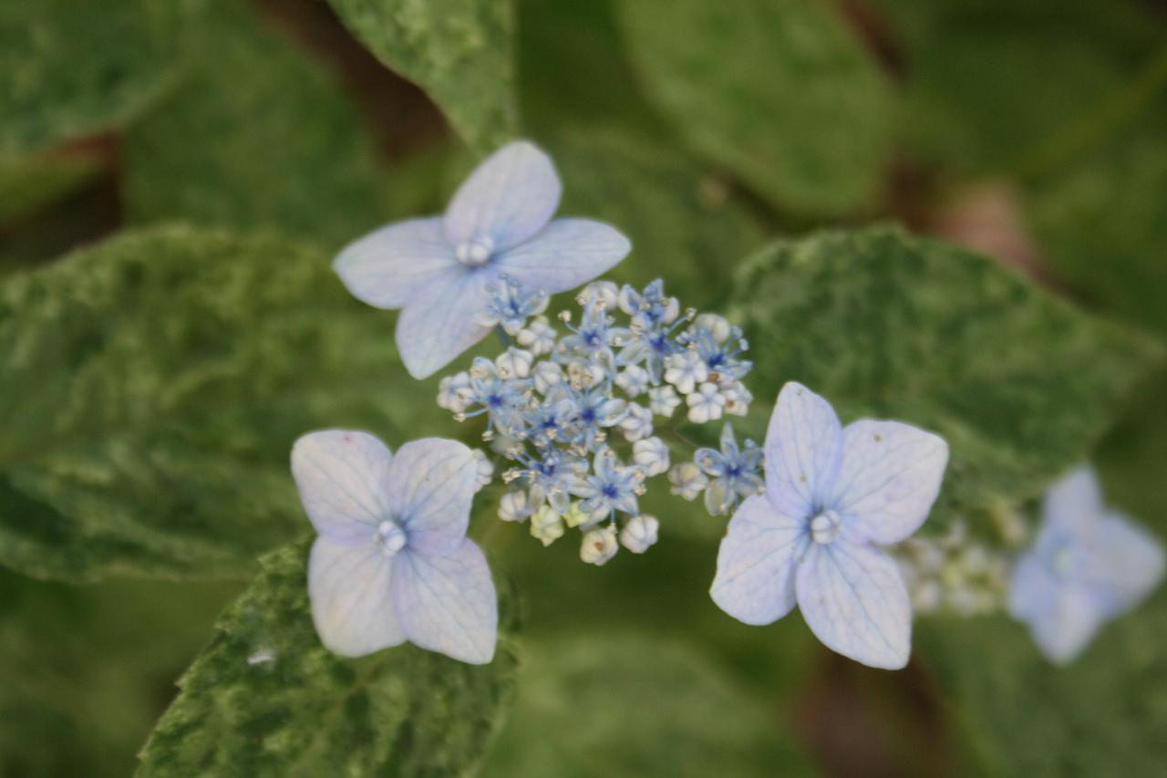 Hydrangea serrata 'Kokonoe-yama'-6-