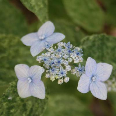 Hydrangea serrata 'Kokonoe-yama'-6-