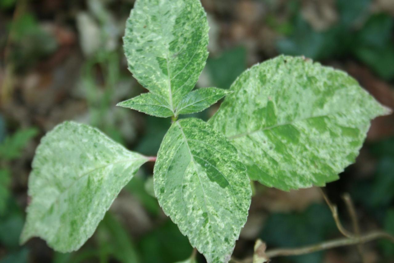 Hydrangea serrata 'Kokonoe-yama'