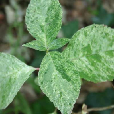 Hydrangea serrata 'Kokonoe-yama'