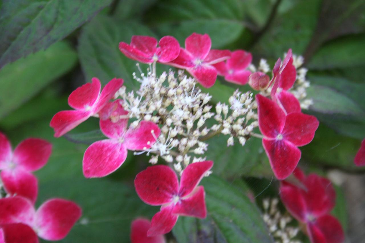 Hydrangea serrata 'Kurenaï'-5-