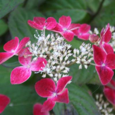 Hydrangea serrata 'Kurenaï'-5-