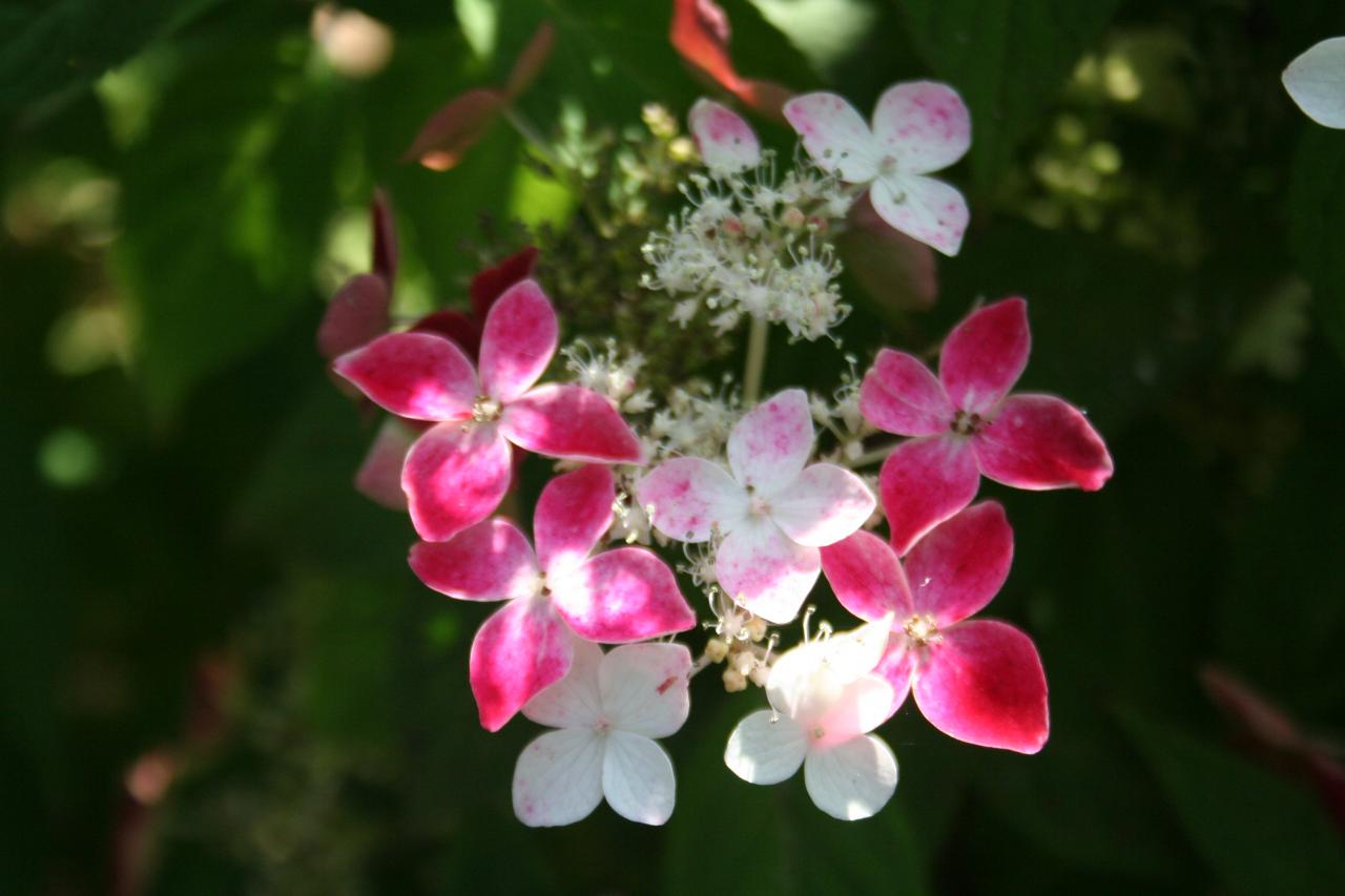 Hydrangea serrata 'Kurenaï'-6-