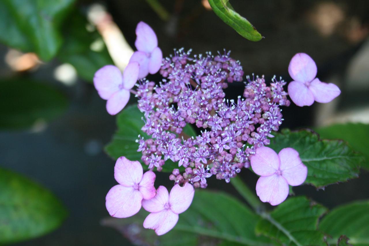 Hydrangea serrata 'Lace Delight'-3-