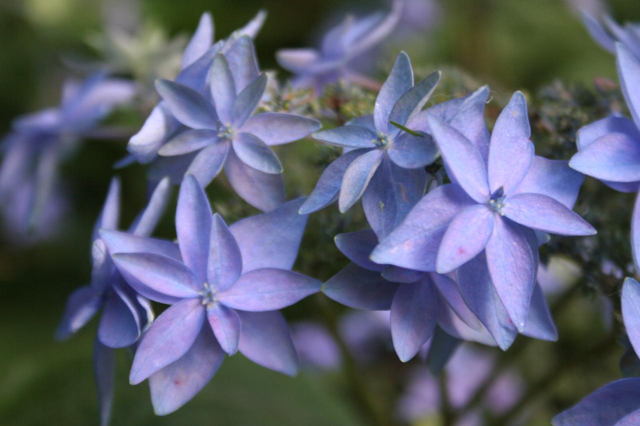 Hydrangea serrata 'Mikata-yae'-8-