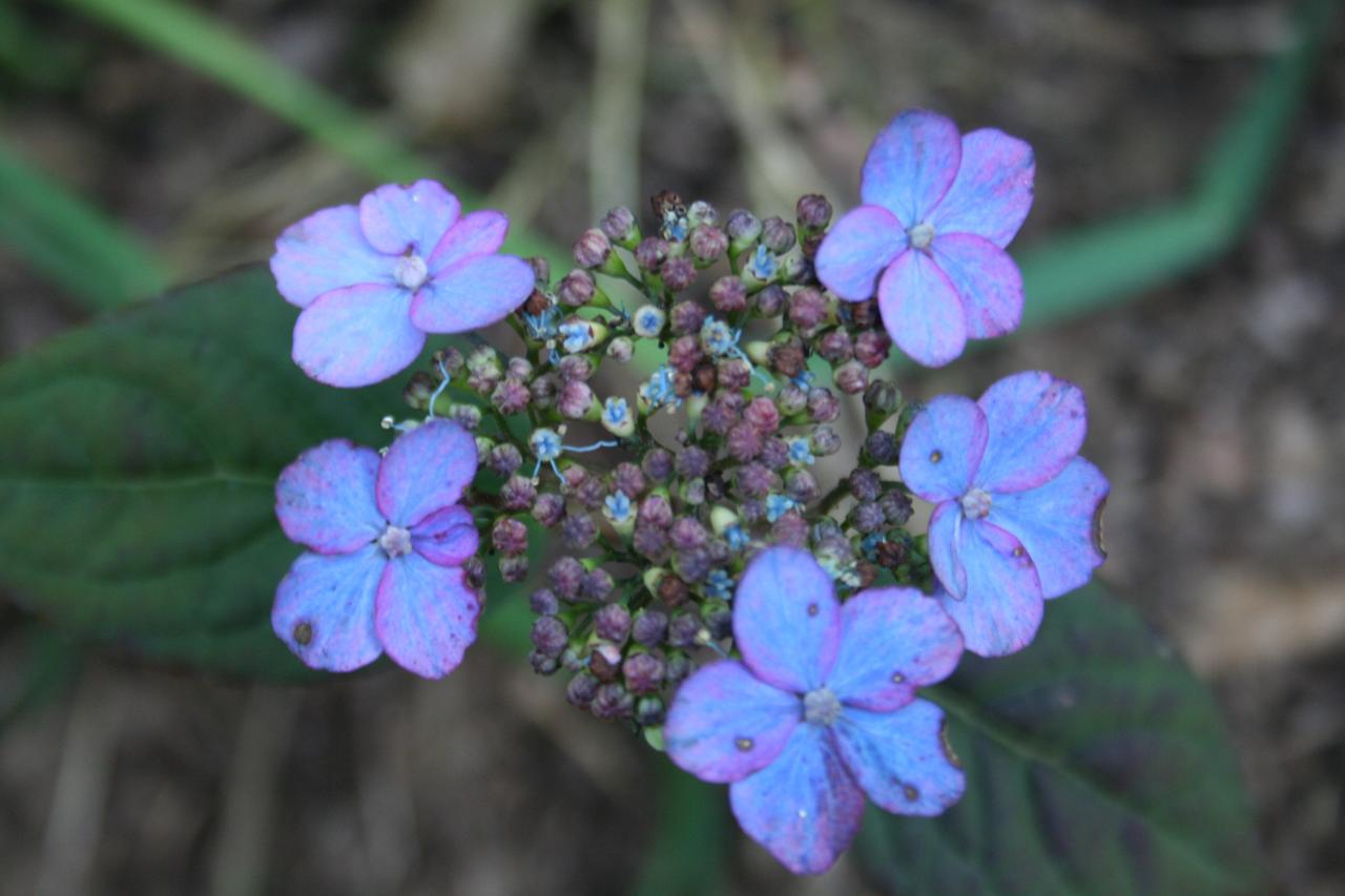 Hydrangea serrata 'Mont-aso'-2-