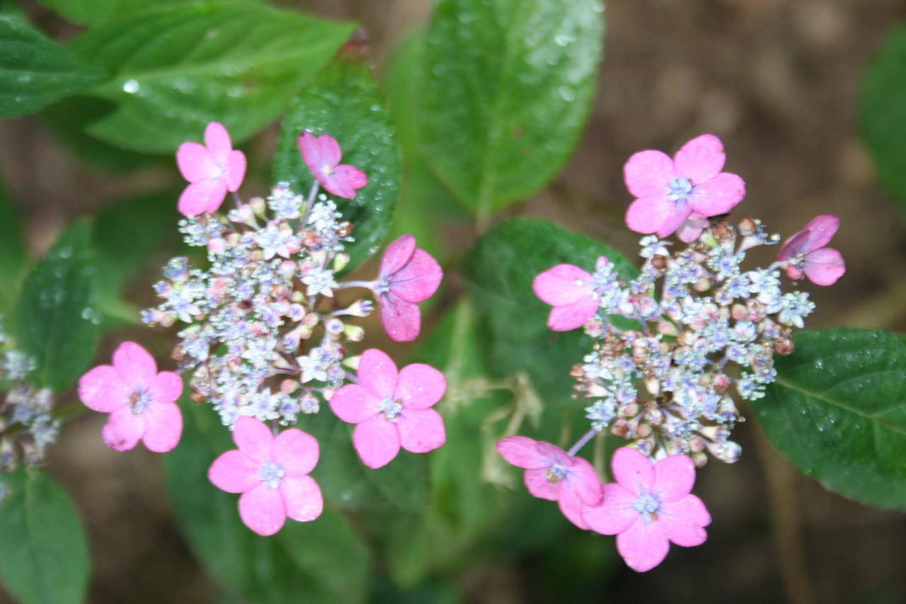 Hydrangea serrata 'Mont-aso'-6-