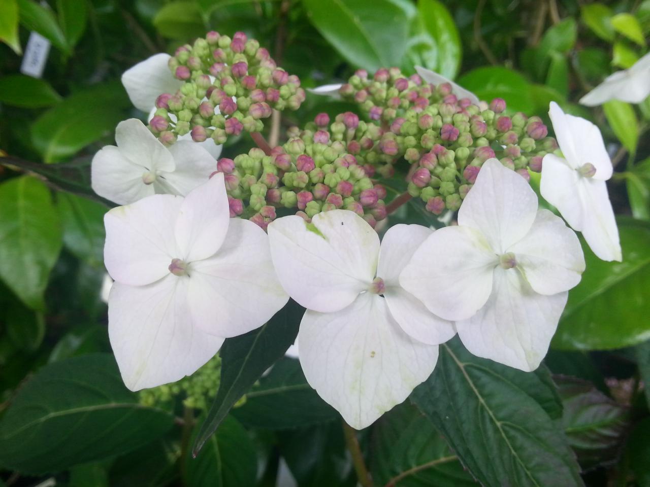 Hydrangea serrata 'Odoriko-amacha'