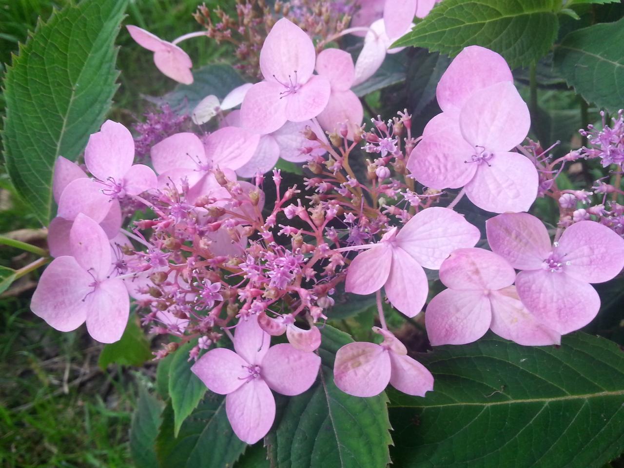 Hydrangea serrata 'Ome-gaku'