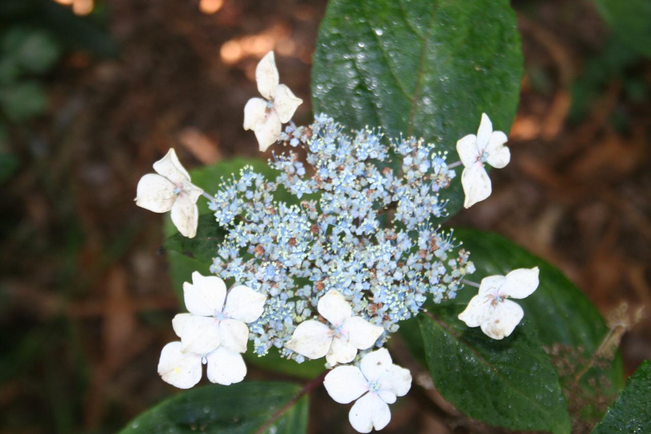 Hydrangea serrata 'Ramis-pictis'-4-