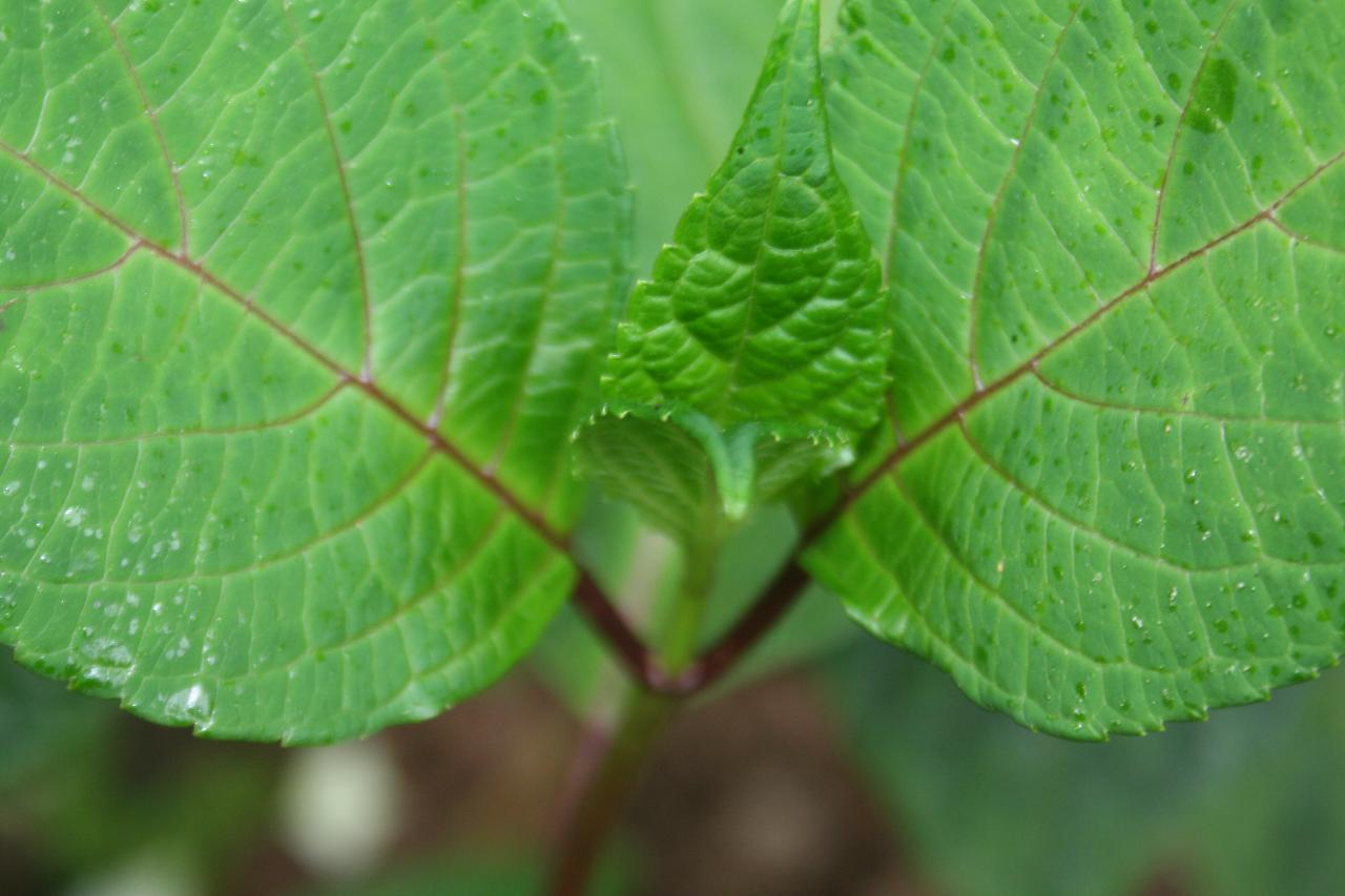 Hydrangea serrata 'Ramis-pictis'-5-