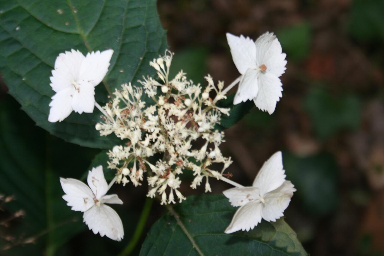 Hydrangea serrata 'Rosalba 257'-4-