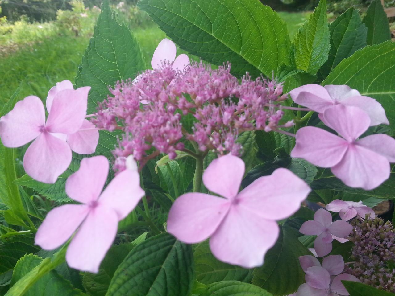 HYdrangea serrata 'Sabashi-no-so' = Hydrangea serrata 'Hime-gaku' (2)