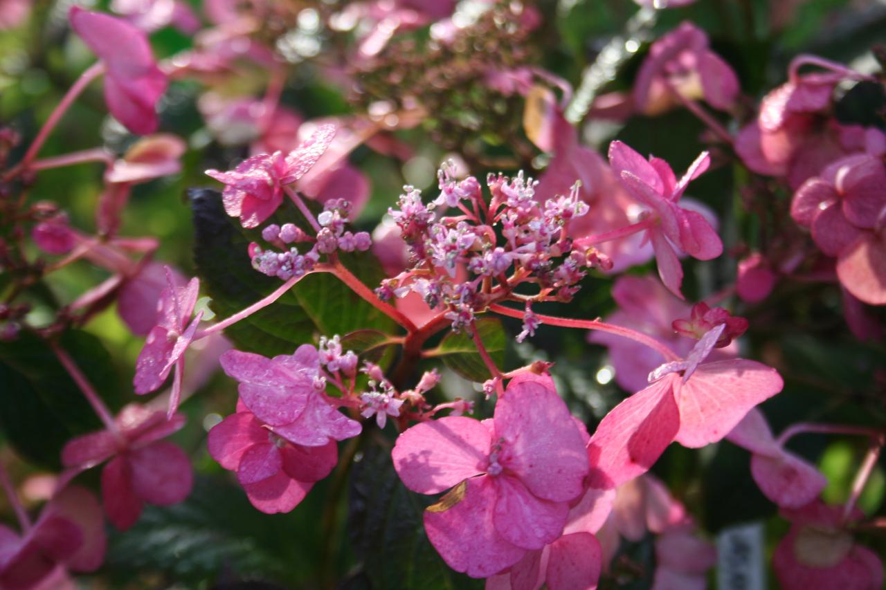 Hydrangea serrata 'Santiago'®-3-