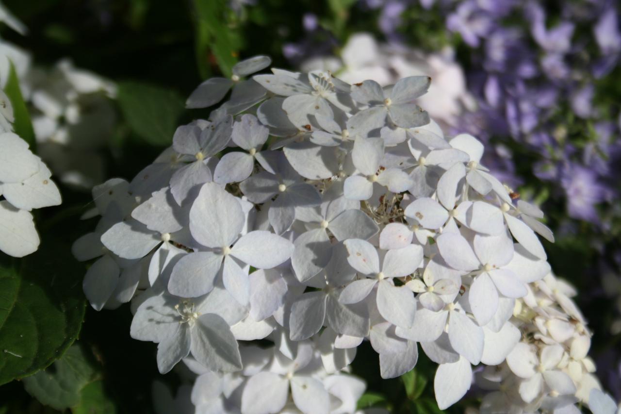 Hydrangea serrata 'Sasa-no-mai'-6-