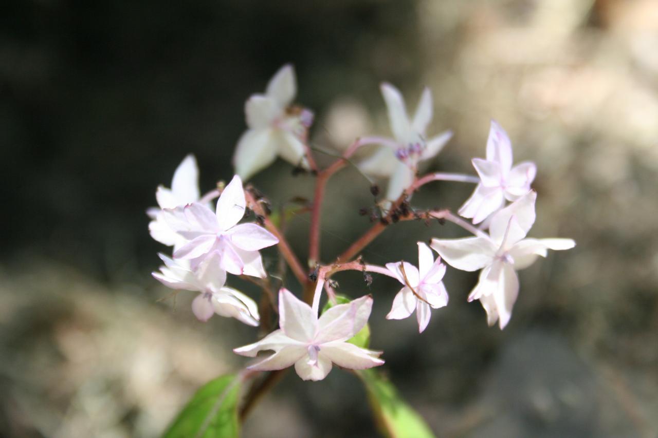 Hydrangea serrata 'Shinonome'-3-