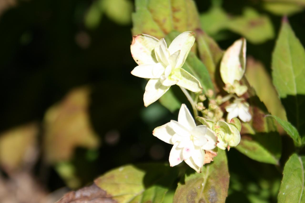 Hydrangea serrata 'Shirahuzi'-4-