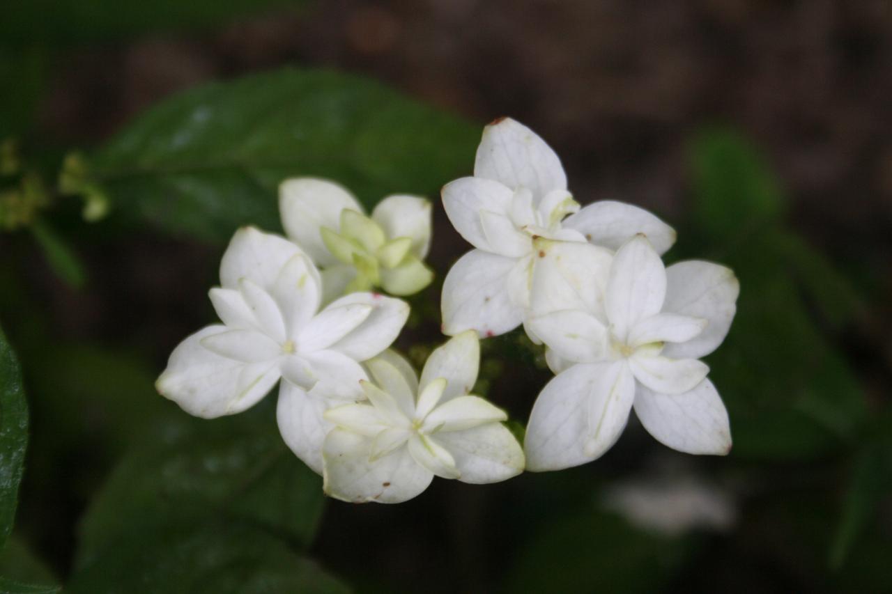 Hydrangea serrata 'Shirahuzi'-7-