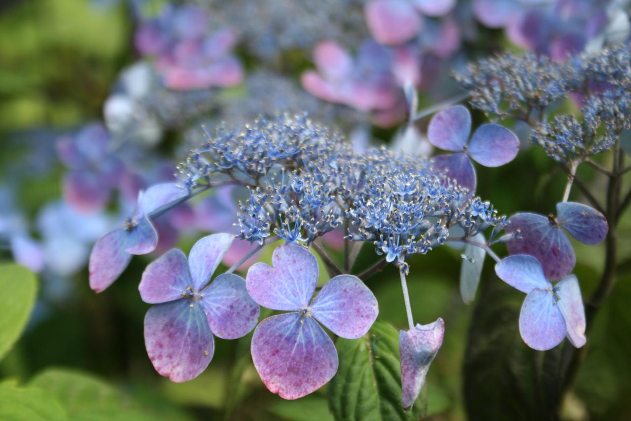 Hydrangea serrata 'Shojo'-7-