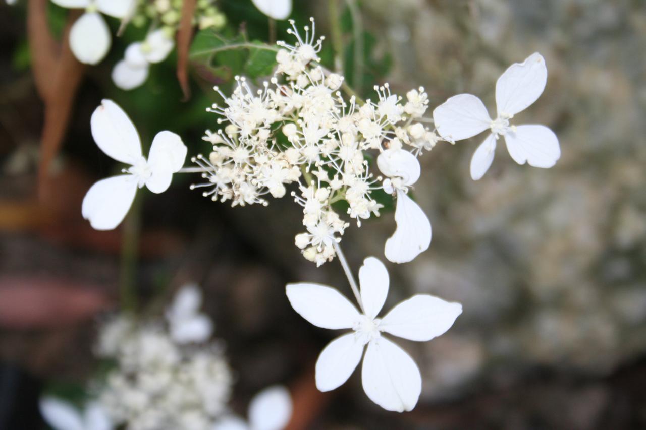 Hydrangea serrata ssp. angustata-3-