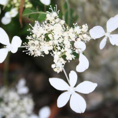 Hydrangea serrata ssp. angustata-3-
