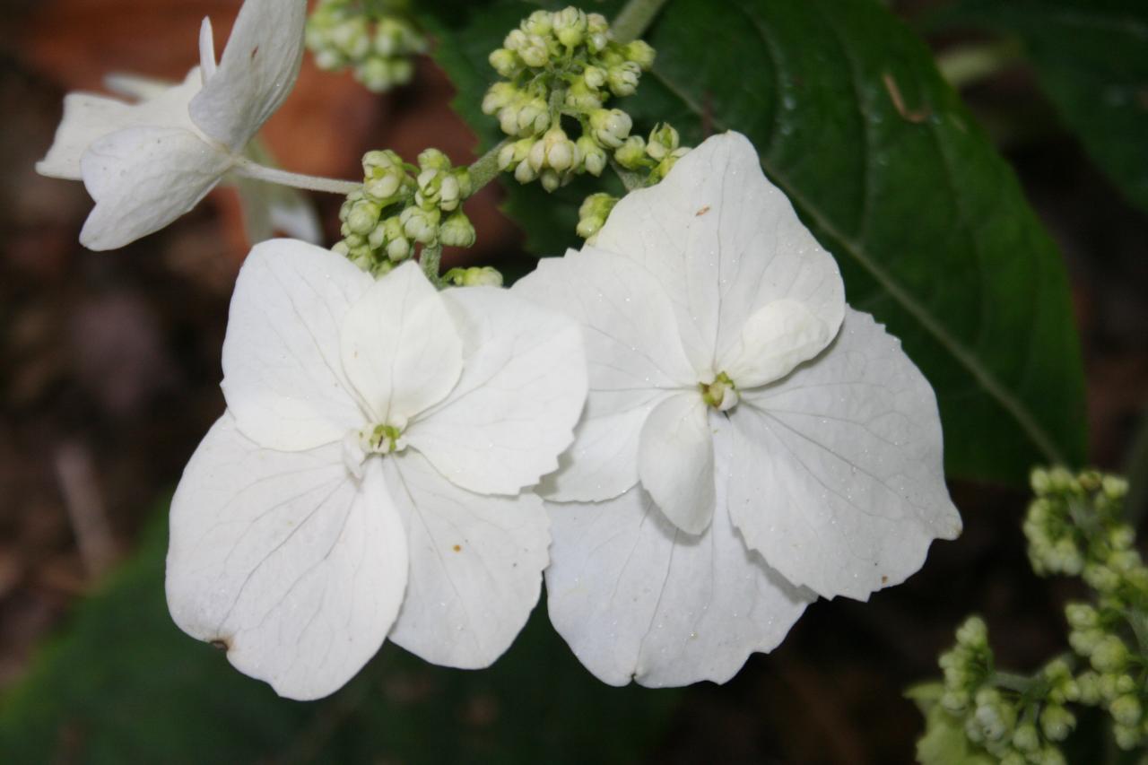 Hydrangea serrata ssp. chinensis-4-