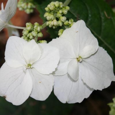 Hydrangea serrata ssp. chinensis-4-